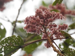Heliocarpus appendiculatus