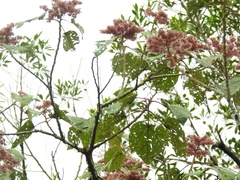 Heliocarpus appendiculatus
