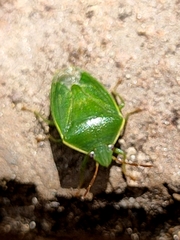 Ocirrhoe unimaculata