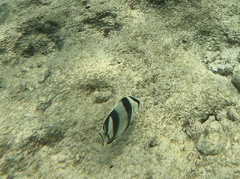 Chaetodon striatus