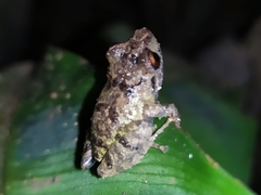 Pristimantis w-nigrum