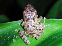 Pristimantis w-nigrum