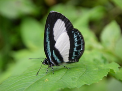 Psychonotis caelius