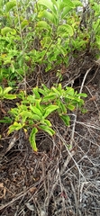 Tournefortia pubescens