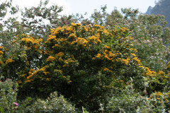 Gaiadendron punctatum