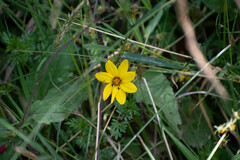 Bidens triplinervia