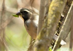 Saltator aurantiirostris