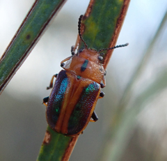 Calomela curtisi