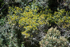 Gaiadendron punctatum