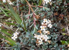 Pimelea oreophila