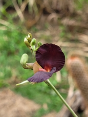Macroptilium atropurpureum