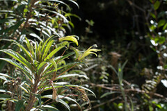 Siphocampylus lucidus