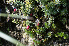 Disterigma empetrifolium