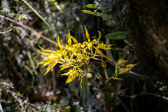 Cyrtochilum pardinum