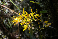 Cyrtochilum pardinum