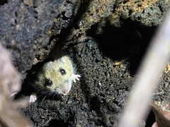 Peromyscus leucopus
