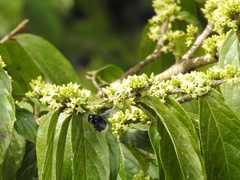 Bombus volucelloides