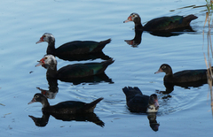 Cairina moschata domestica