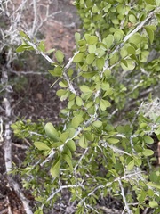 Schaefferia cuneifolia