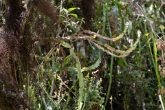 Baccharis genistelloides