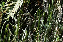 Baccharis genistelloides