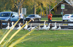 Anser cygnoides domesticus