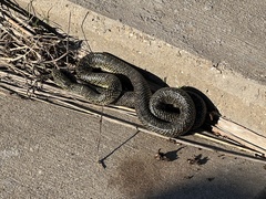 Lampropeltis holbrooki