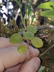 Peperomia rotundifolia