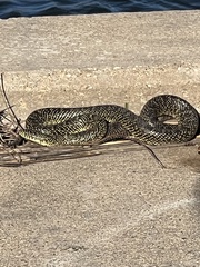 Lampropeltis holbrooki