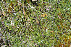 Equisetum bogotense