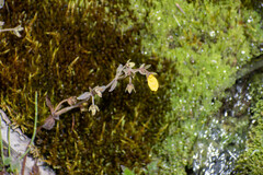 Calceolaria mexicana