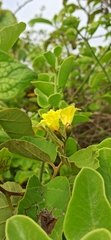 Cordia lutea