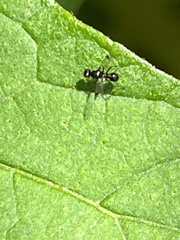 Parapalaeosepsis plebeia