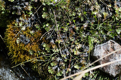 Marchantia plicata