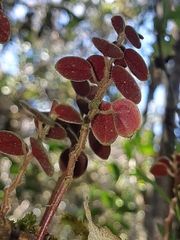 Peperomia rotundifolia