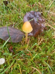Galerina semilanceata