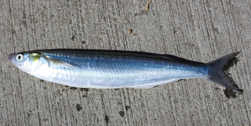 Atherinopsis californiensis