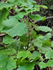 Pericallis aurita image