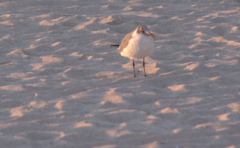 Leucophaeus atricilla