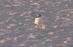Leucophaeus atricilla