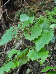 Pericallis aurita image