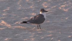 Leucophaeus atricilla