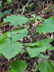 Pericallis aurita image