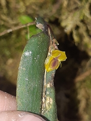 Lepanthes mucronata