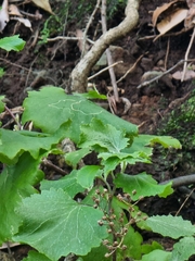 Pericallis aurita image