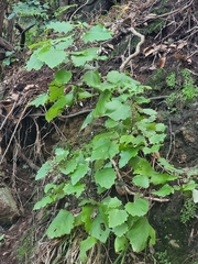 Pericallis aurita image