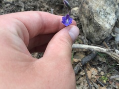 Thelymitra juncifolia