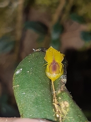 Lepanthes mucronata