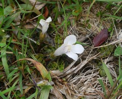 Mazus radicans