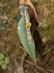 Lepanthes mucronata